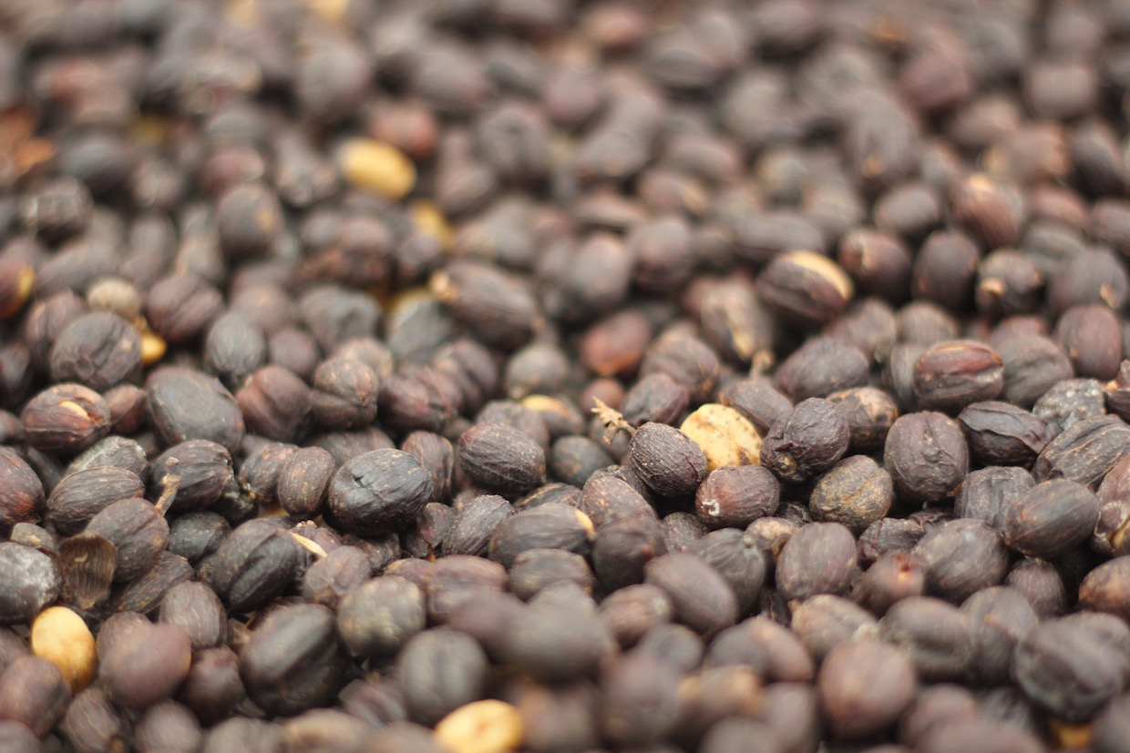 Ethiopia-coffee.jpg