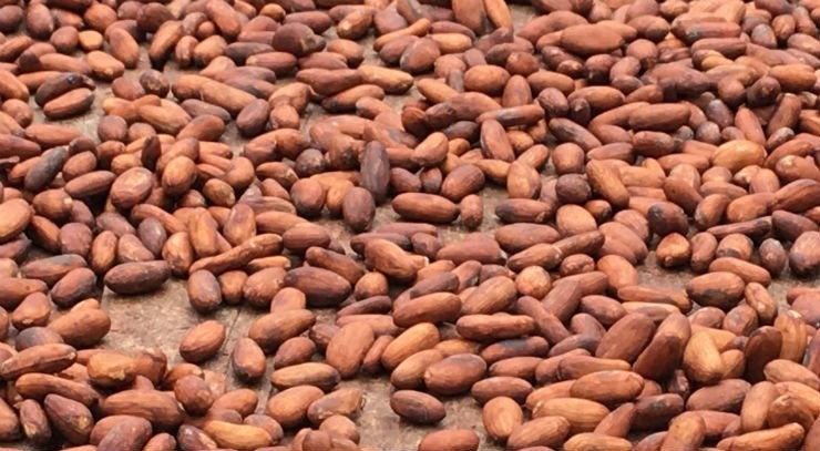 ICCO-predicts-record-production-of-cocoa-and-supply-surplus-for-ongoing-season_wrbm_large.jpg