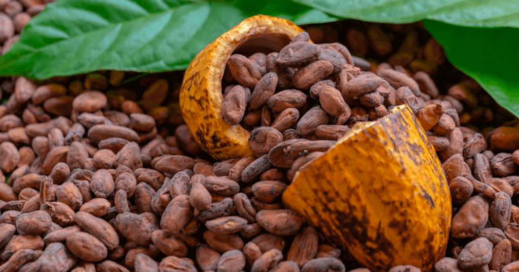 cacao-1024x538.png