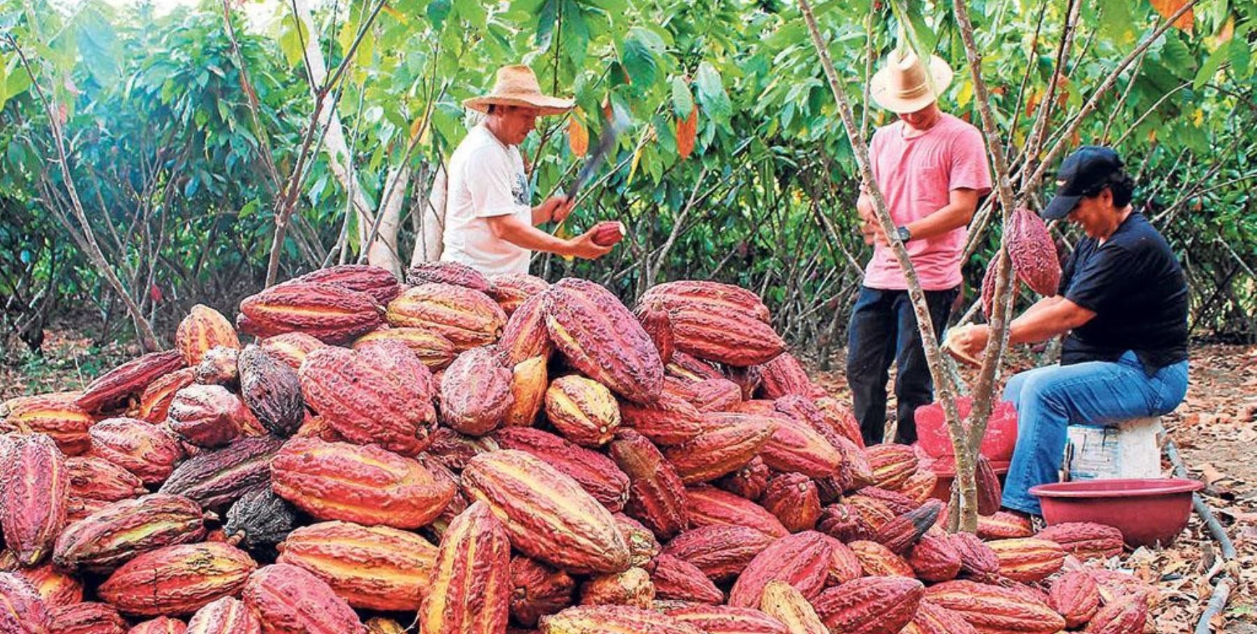 cacaoporticco.jpg
