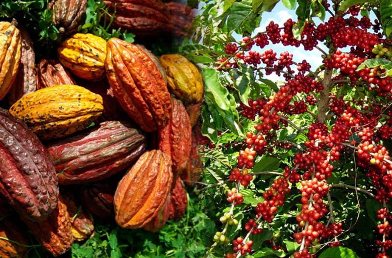 convencion-nacional-del-cafe-y-cacao-abordara-la-nueva-norma-24526.jpg