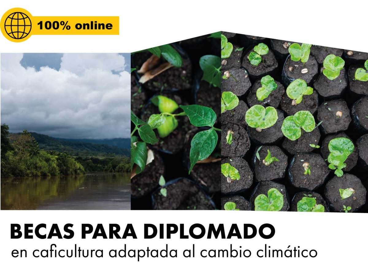 beca-diplomado-grande.jpg